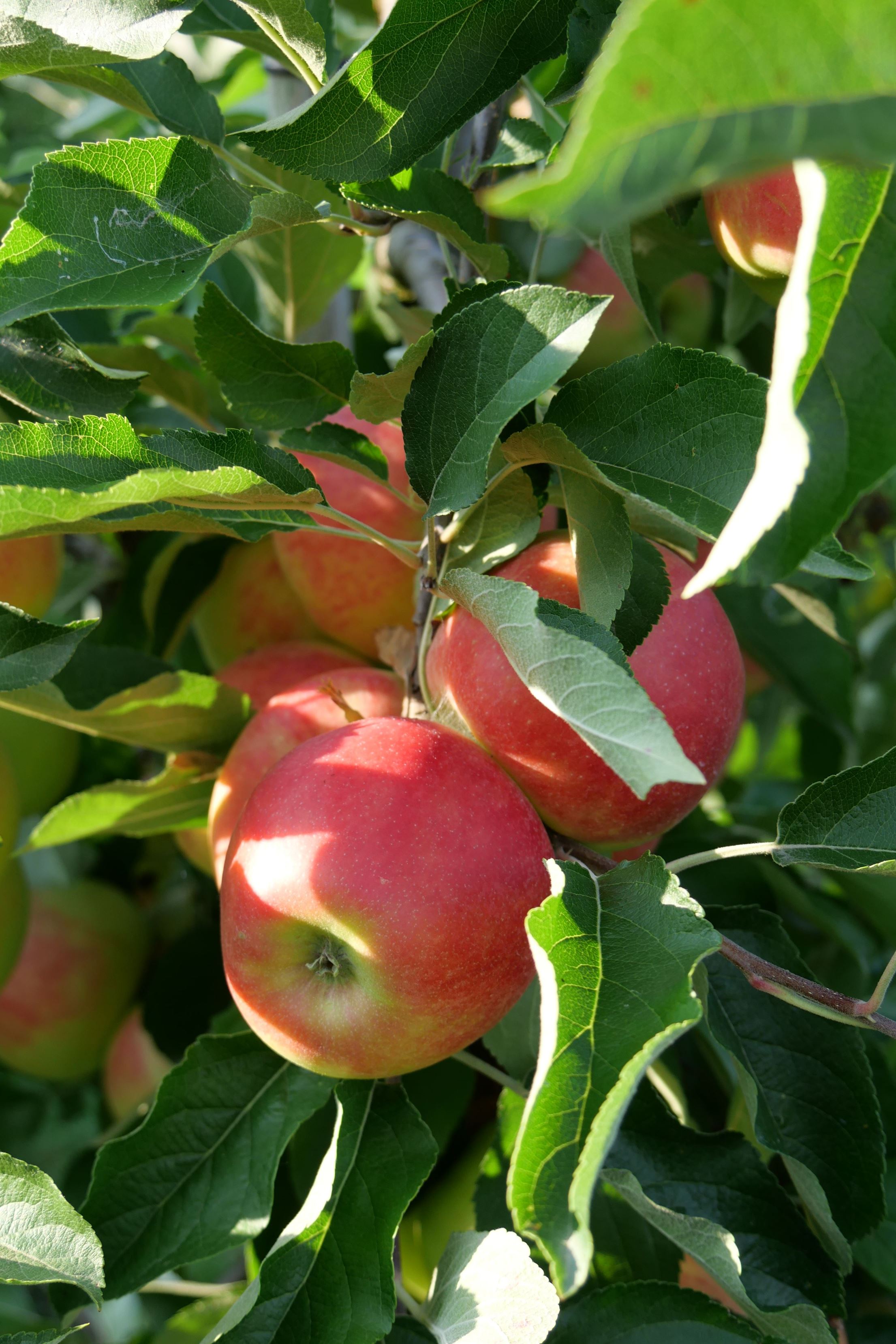 Äpfel Elstar vom Obsthof Kunz aus Ehrenkirchen-Offnadingen, 1 kg